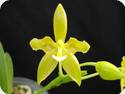 Phal. cornu-cervi var. alba Peloric - mit 1-2 Rispen